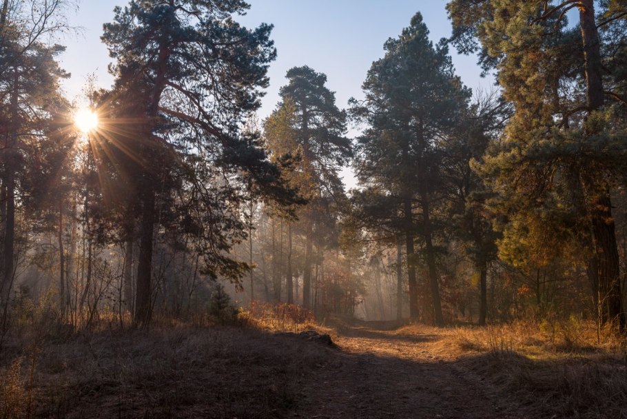 Сосново дубовый лес