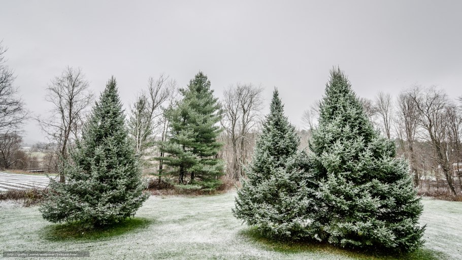 Деревья в зимнем лесу