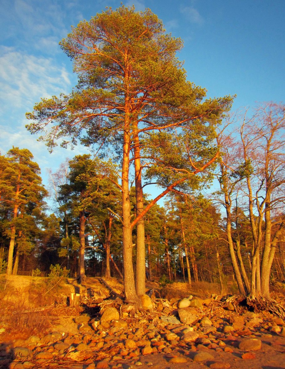 Еловые шишки