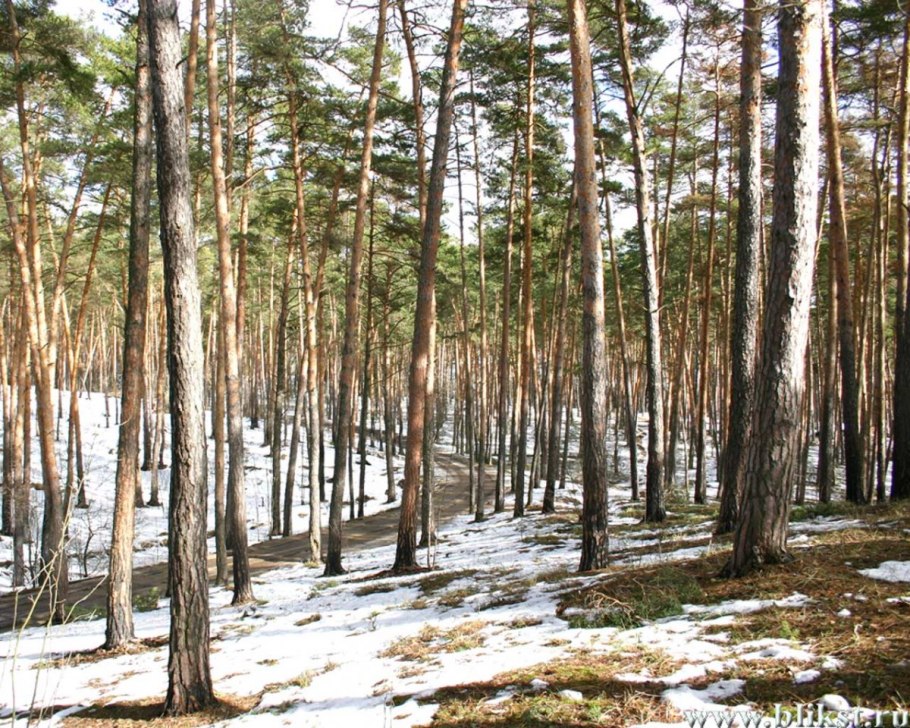 Осенний Сосновый лес Тольятти
