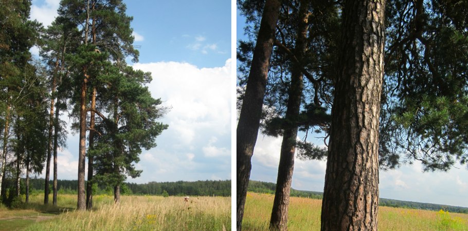 Пихта в Крыму фото