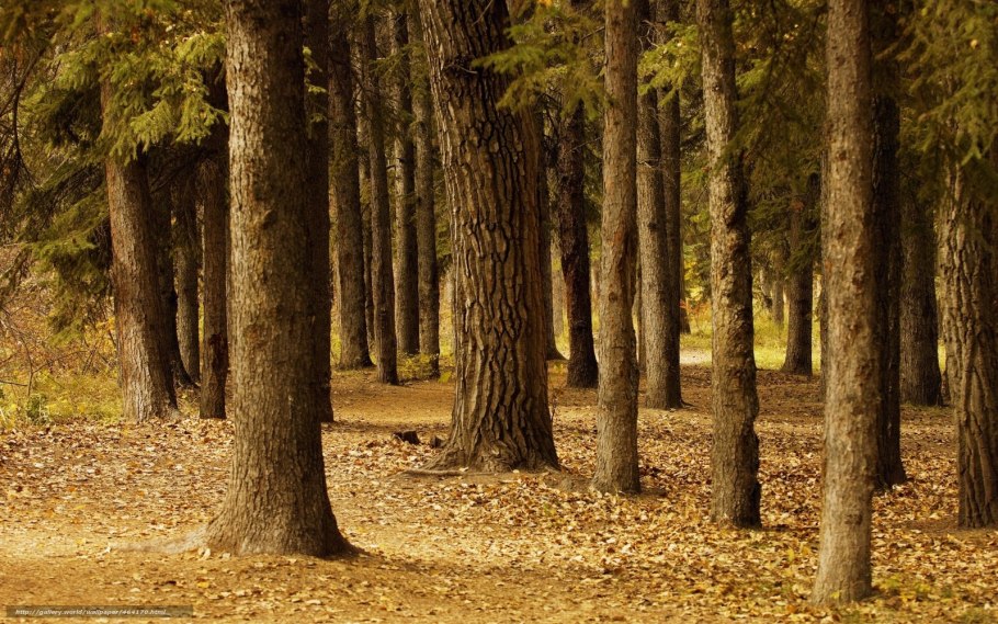 Живопись сосна с берёзой ноябрь