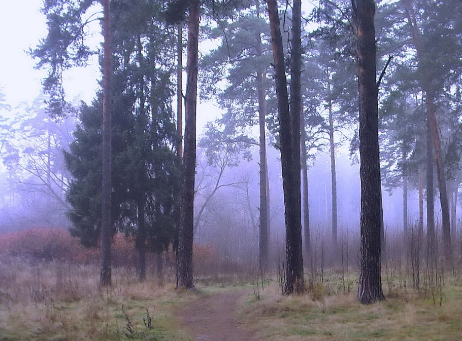 Сосновый лес поздней осенью