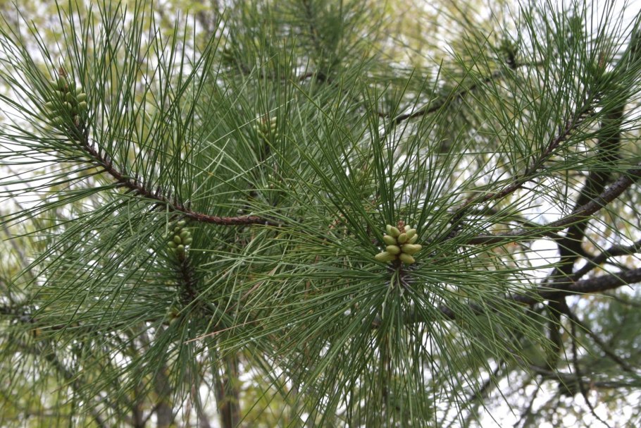 Pond Pine