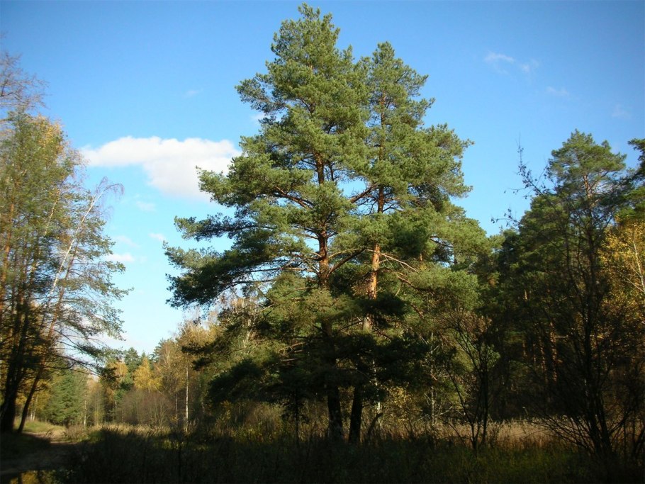 Сосновый лес весной