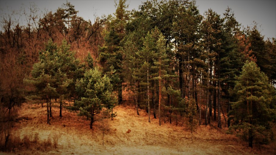 Сосна Сибирская кедр