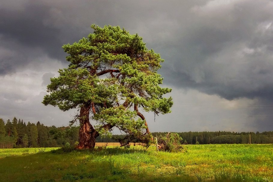 Панорама осеннего леса ель
