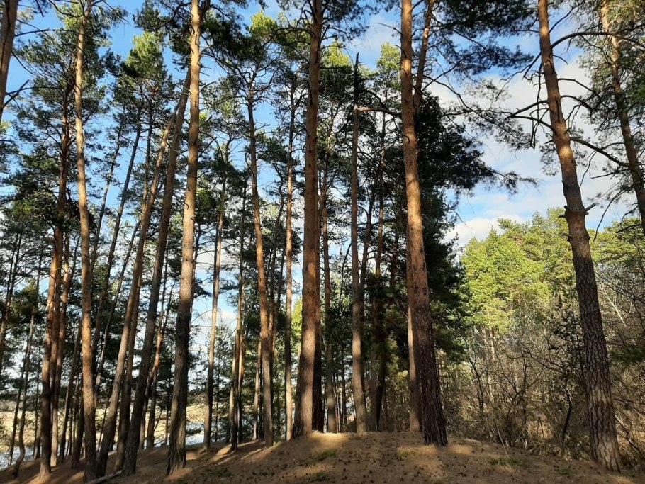 Сосна Кедровая Сибирская/Pinus sibirica