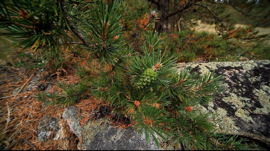 Сосна колючая