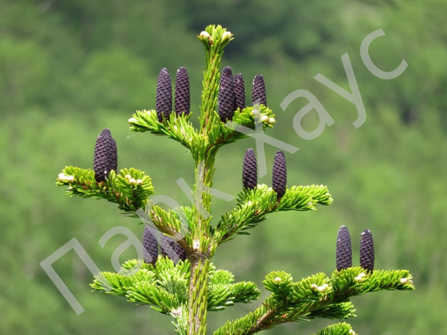 Abies Koreana 'Discus'