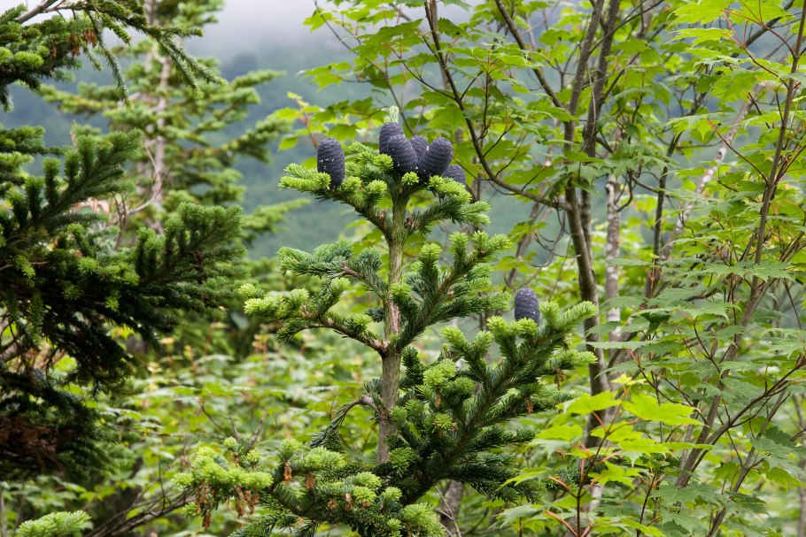 Abies Mariesii пихта Мариса