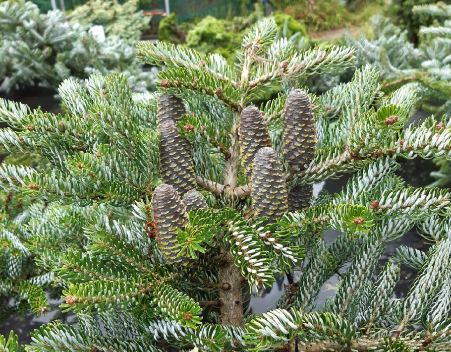 Пихта Борнмюллера