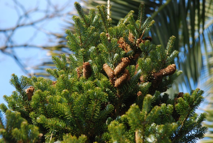 Пихта Сахалинская Abies sachalinensis