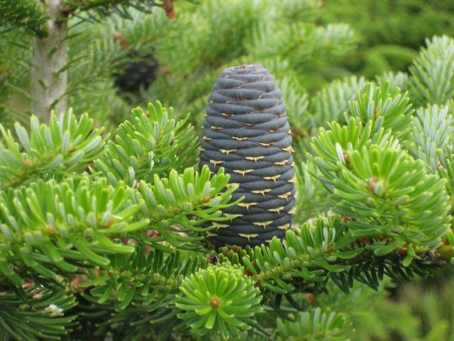 Пихта одноцветная Abies concolor