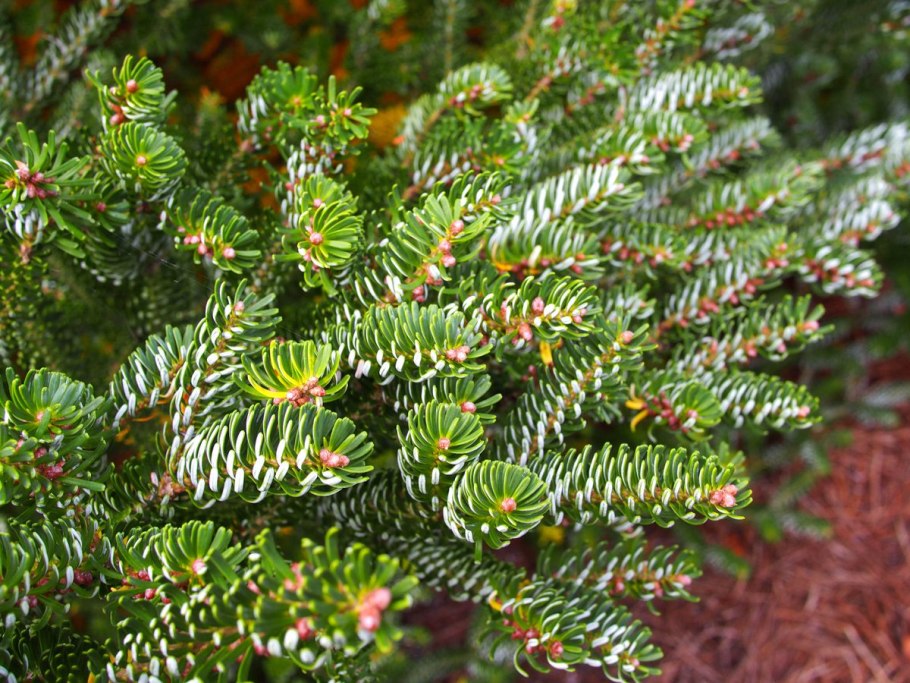 Пихта Нордмана (Abies nordmanniana Midwinter Gold)