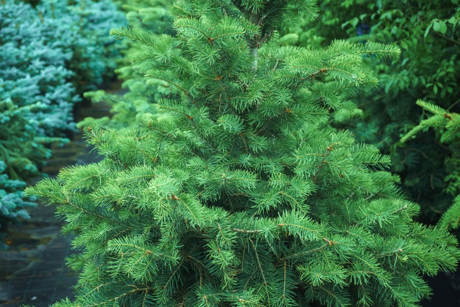 Пихта испанская Abies pinsapo