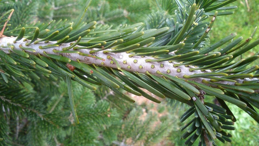Abies Mariesii