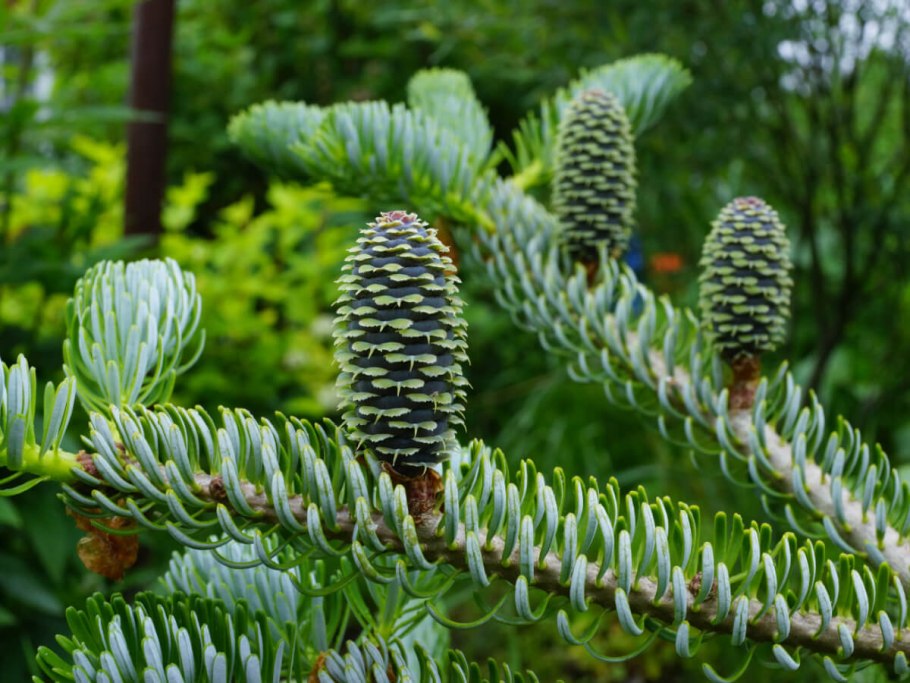 Пихта Сибирская (Аbies sibirica)