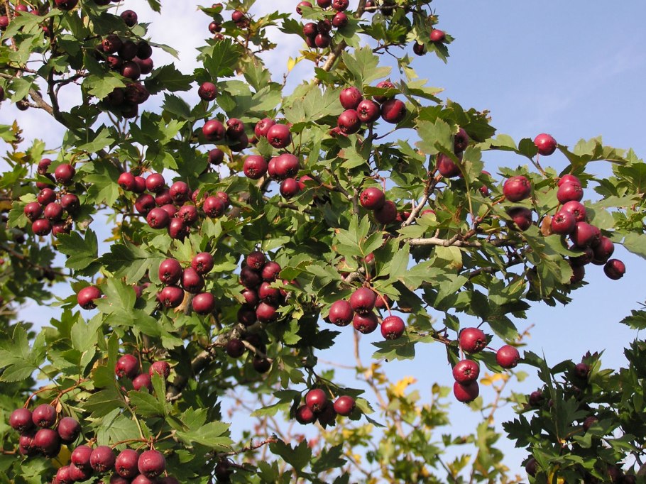 Боярышник сливолистный (Crataegus prunifolia)