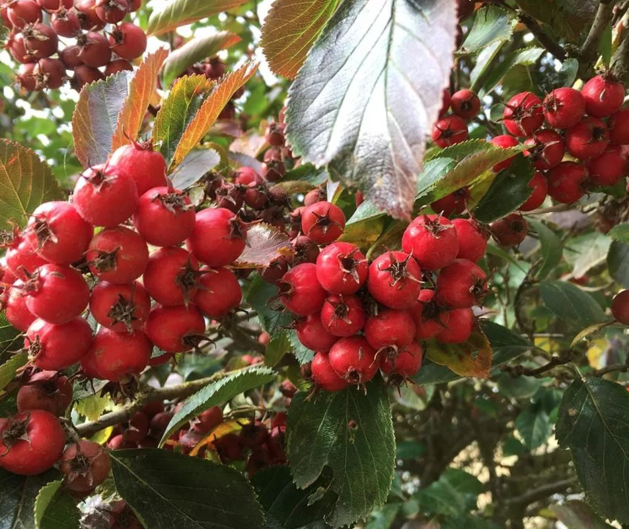 Боярышник Злат