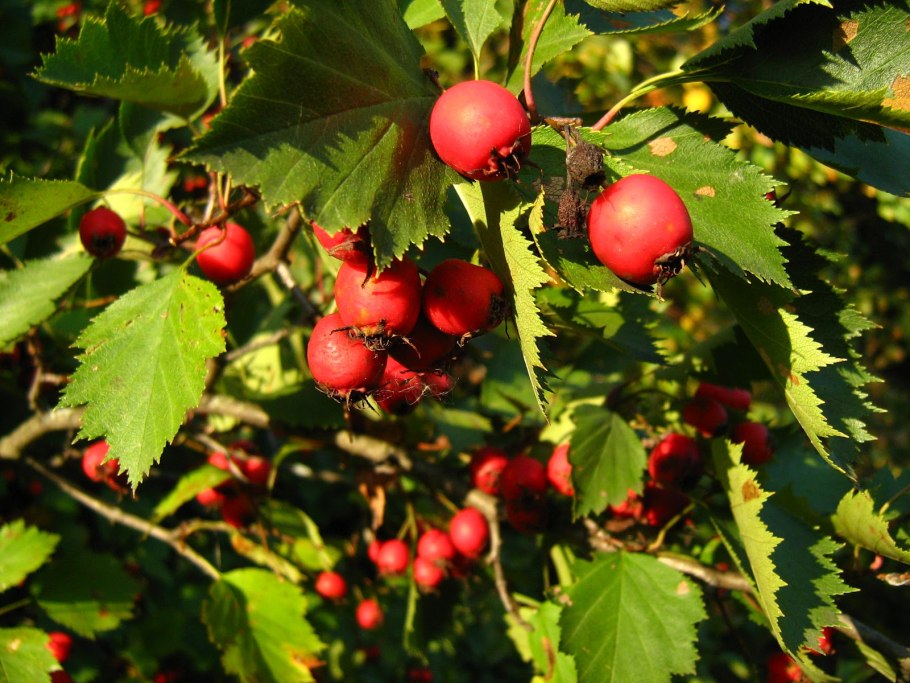 Боярышник Арнольда Crataegus arnoldiana