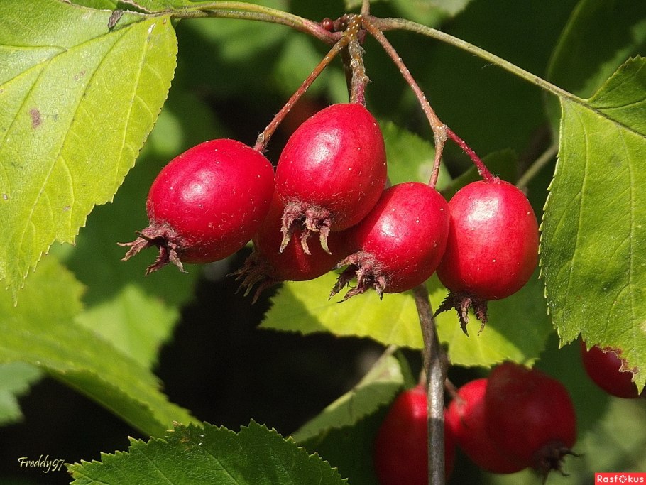 Красные плоды на дереве похожие на шиповник