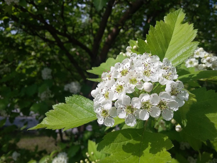 Crataegus succulenta 'long Thorn'