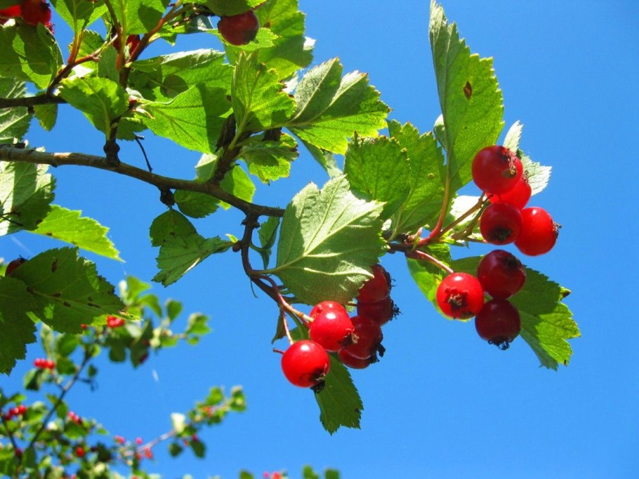 Боярышник Сибирский Crataegus sanguinea