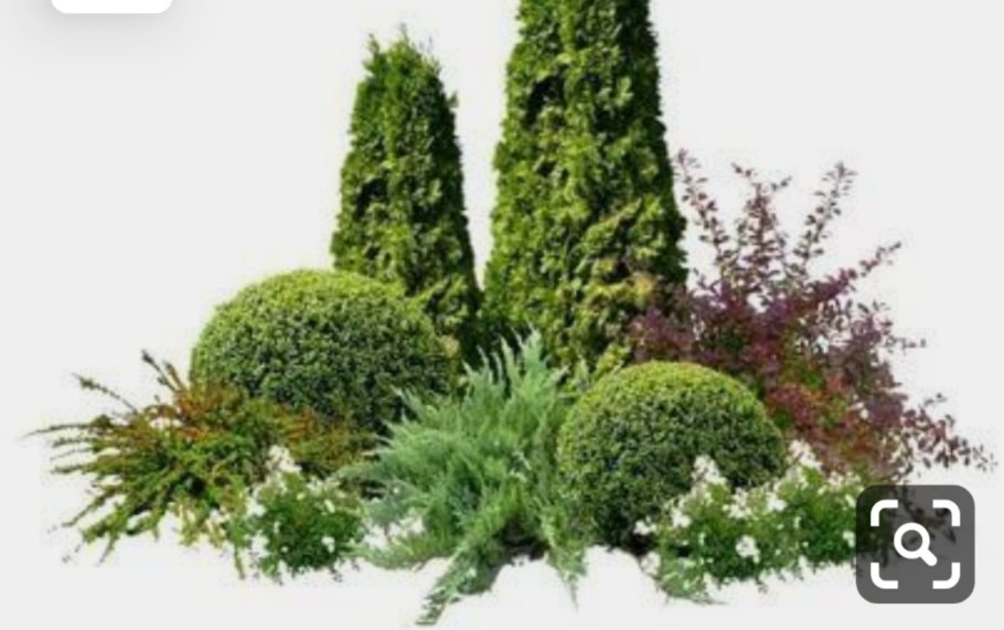 Туя Западная Смарагд в композиции