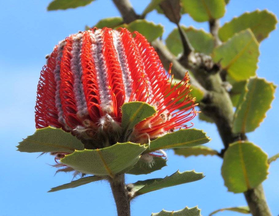 Банксия (Banksia) coccinea