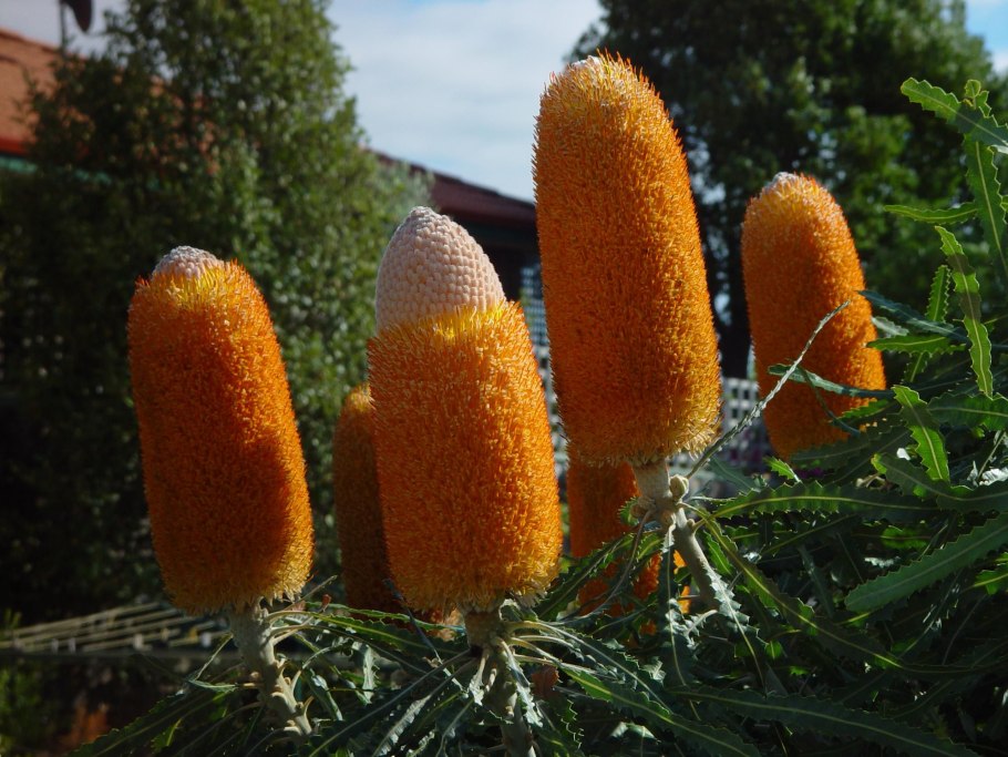 Банксия бирюзовая