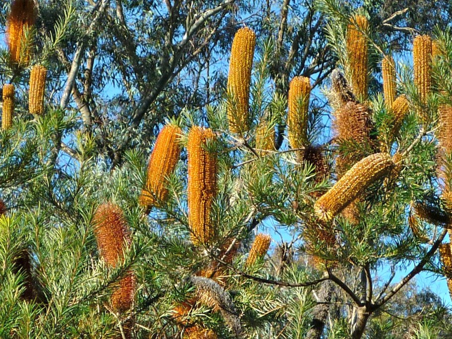 Дерево Банксия в Австралии