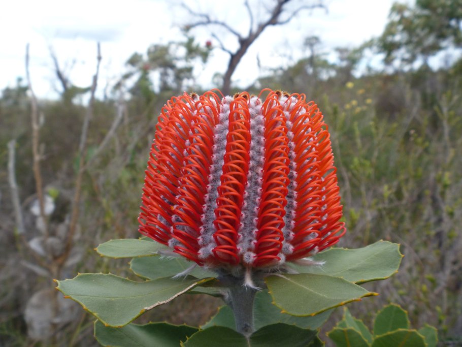 Банксия цветок
