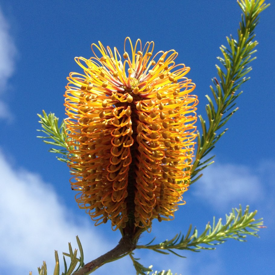 Банксия эндемик Австралии