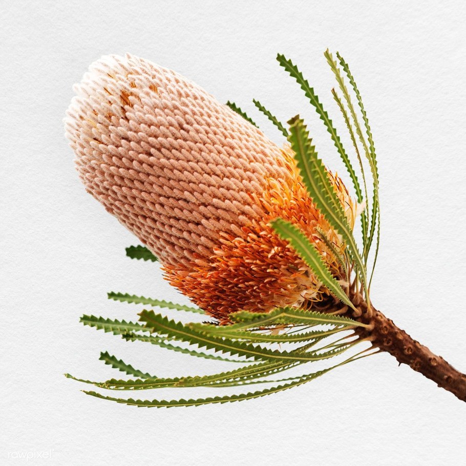 Banksia menziesii