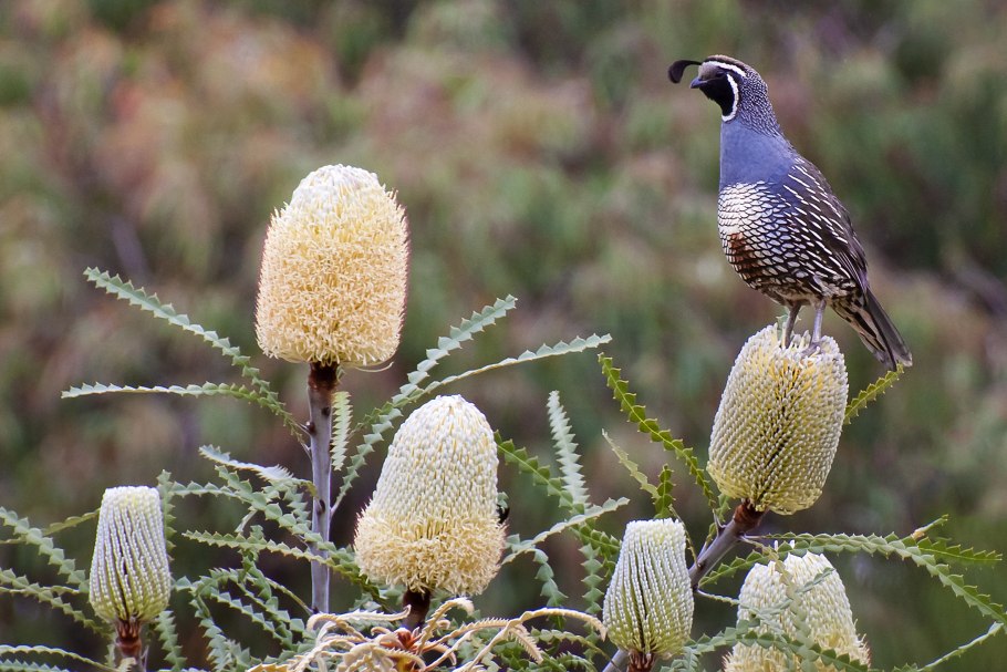 Прионотес восковидный