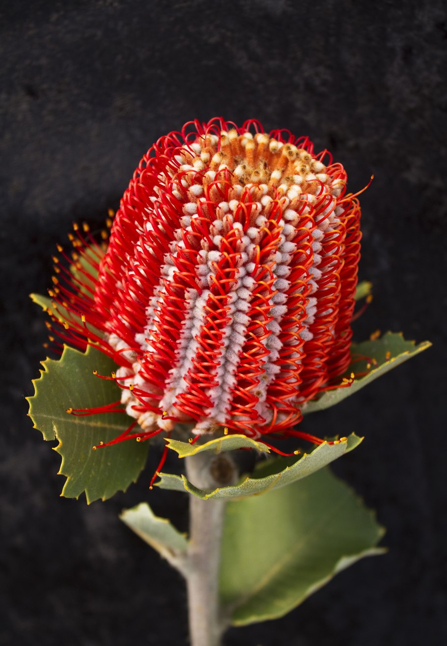 Банксия протея