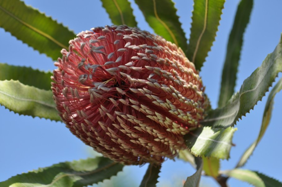 Банксия menziesii