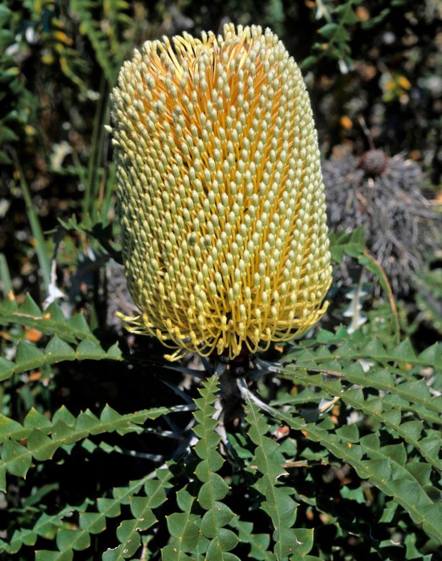 Банксия специоза