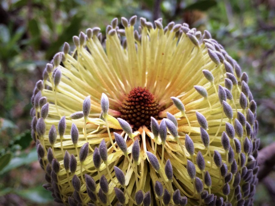 Банксия (Banksia) срезка