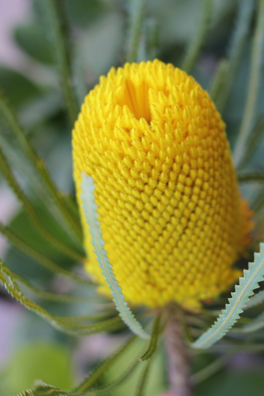 Банксия пильчатая