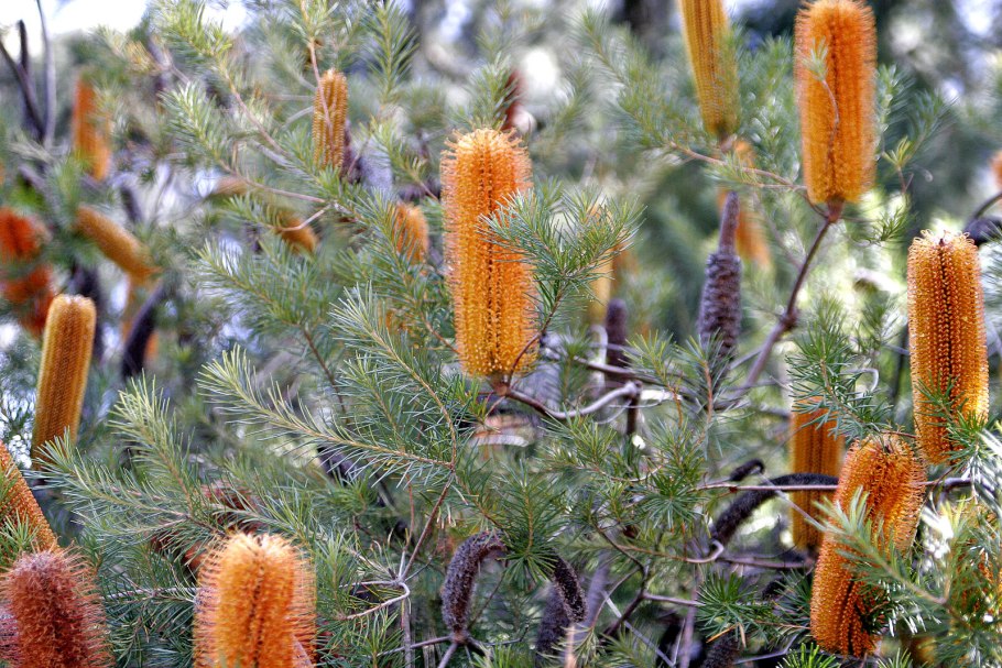 Banksia praemorsa