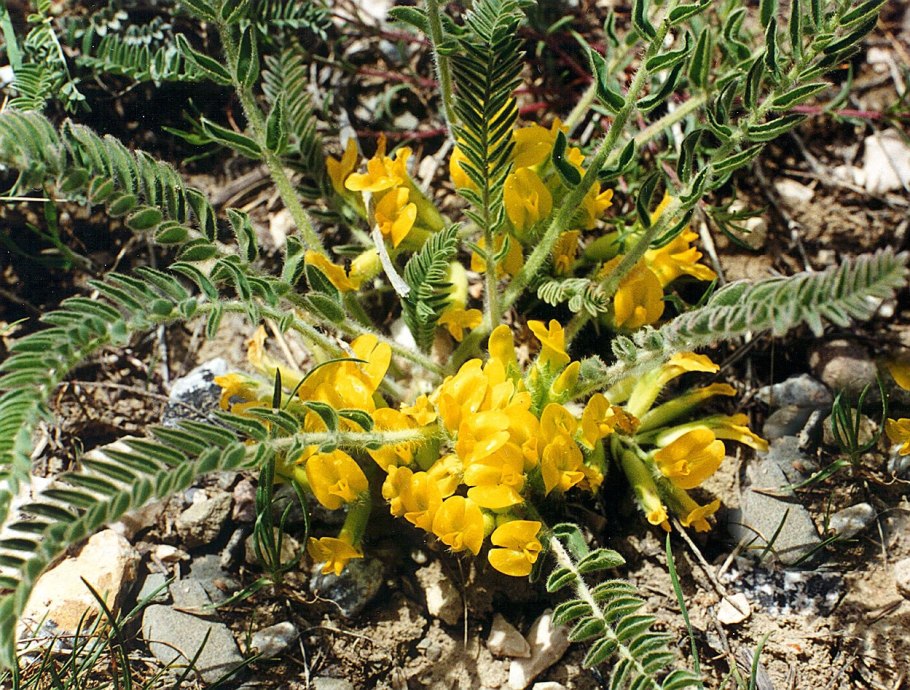 Астрагал трехграноплодный