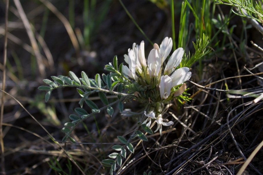 Astragalus testiculatus