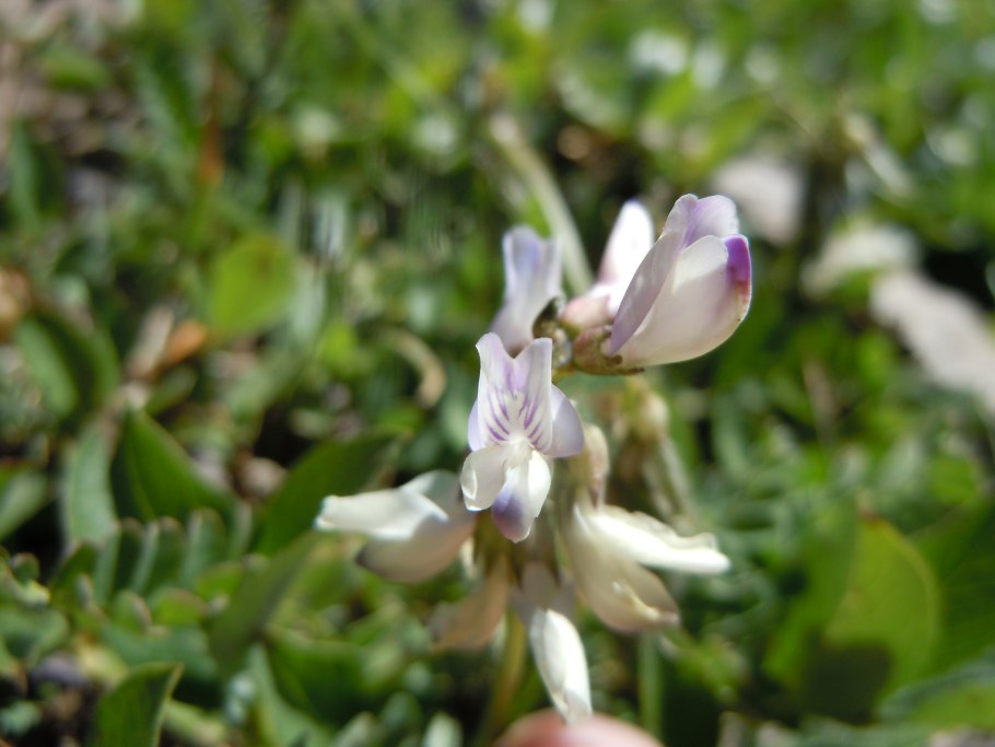 Астрагал пушистоцветковый