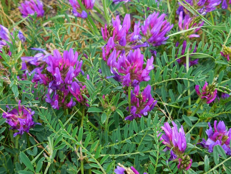 Astragalus Alpinus