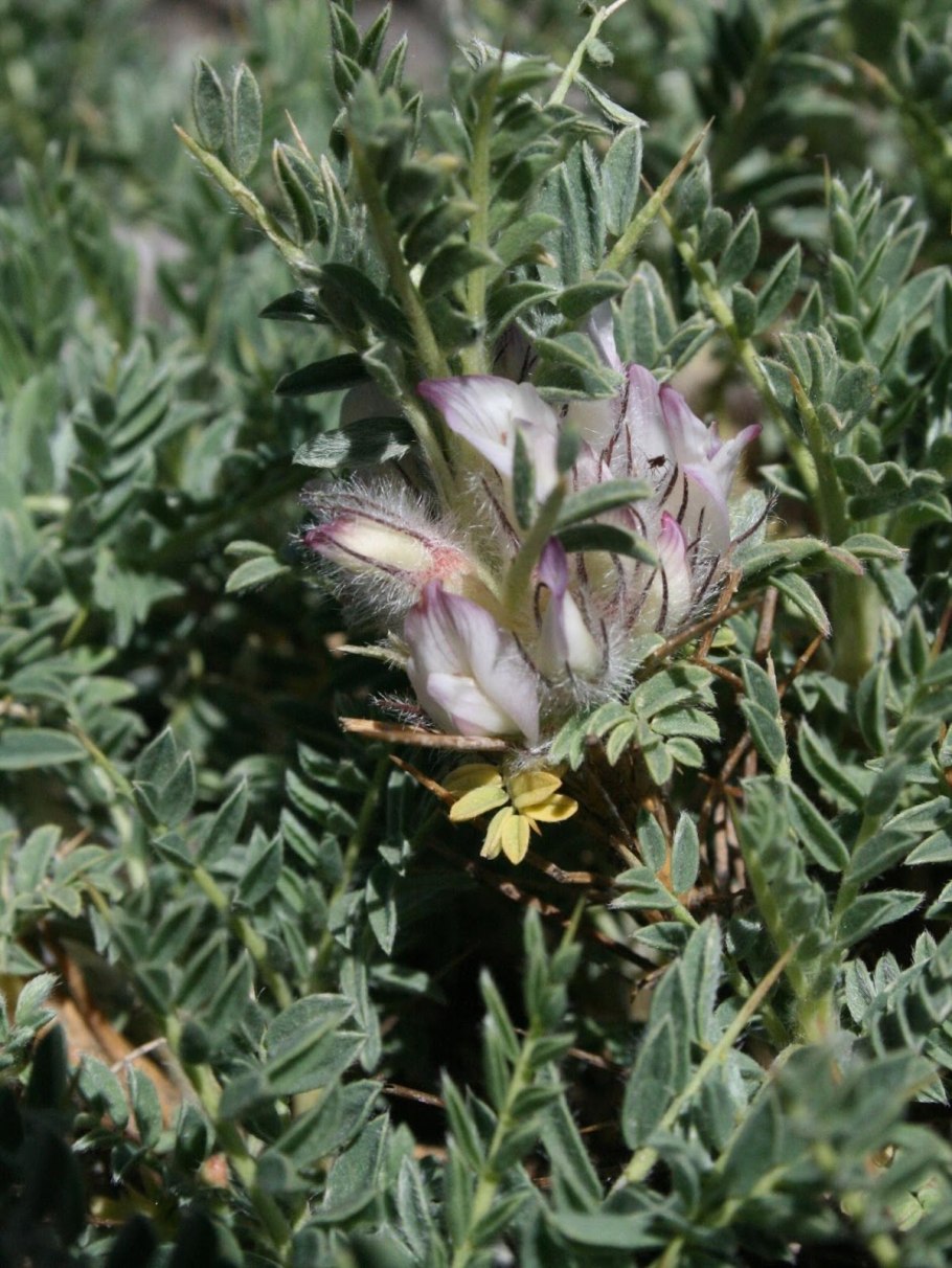 Астрагал пуши́стоцветковый
