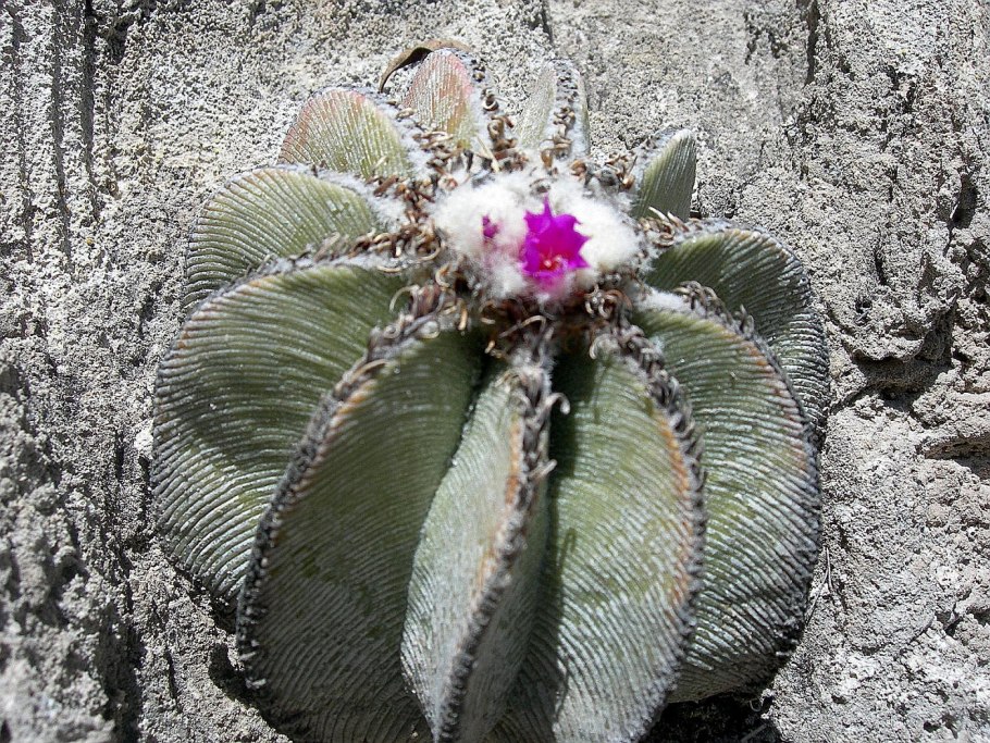 Aztekium Ritteri Кактус