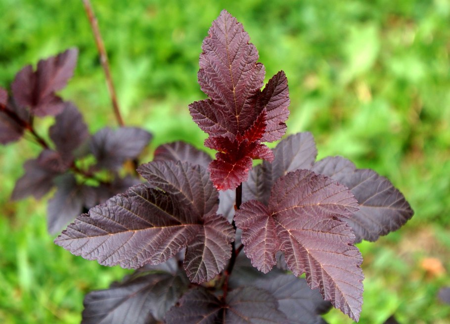 Пузыреплодник ред Барон