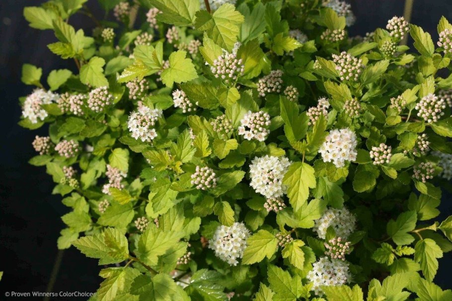 Chenopodium Acerifolium